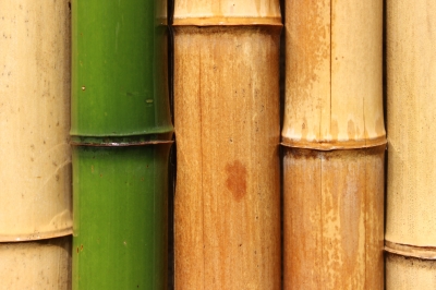 la construction en bambou, écologique ?